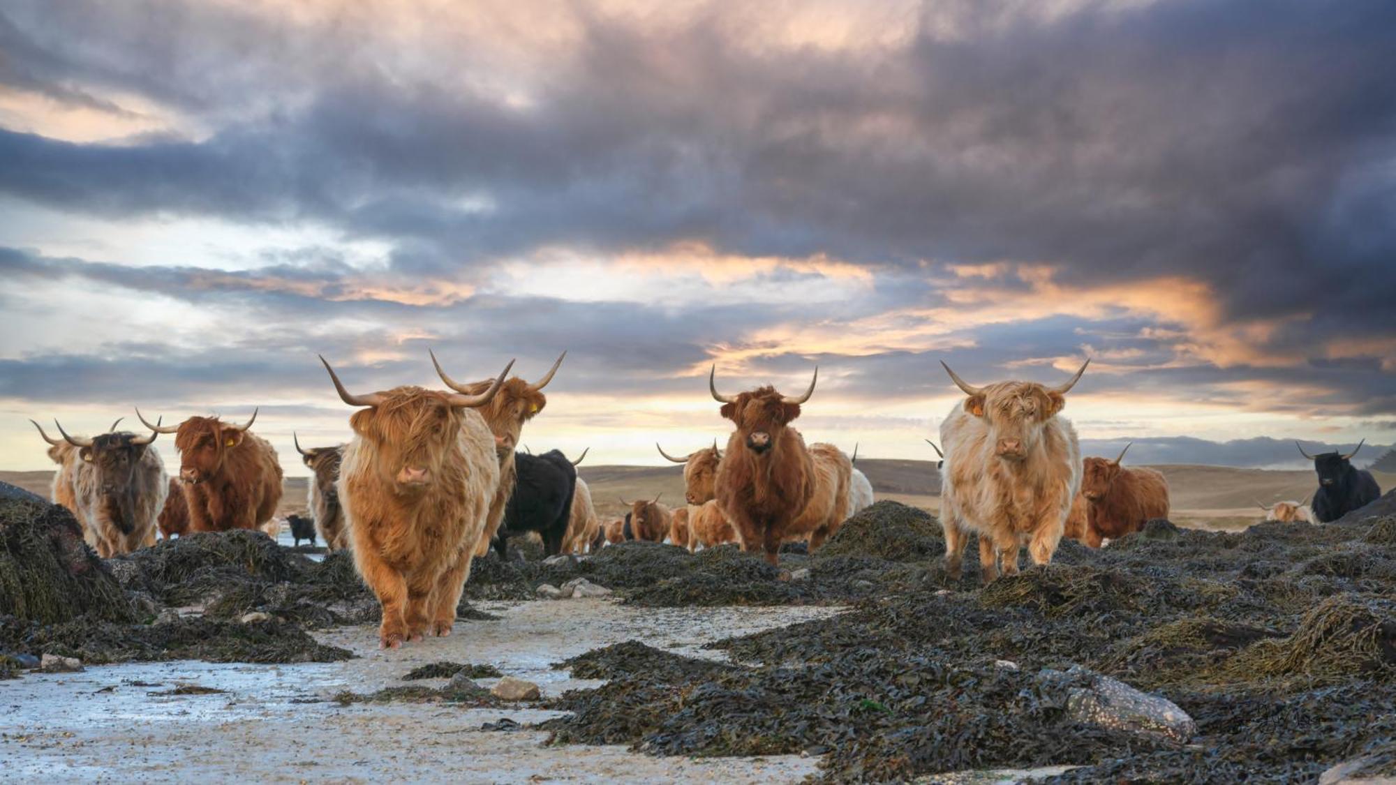 North Uist Lodges Tigharry Buitenkant foto